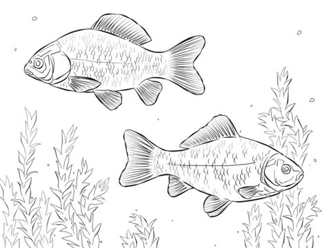 Crucian Carps Coloring Page